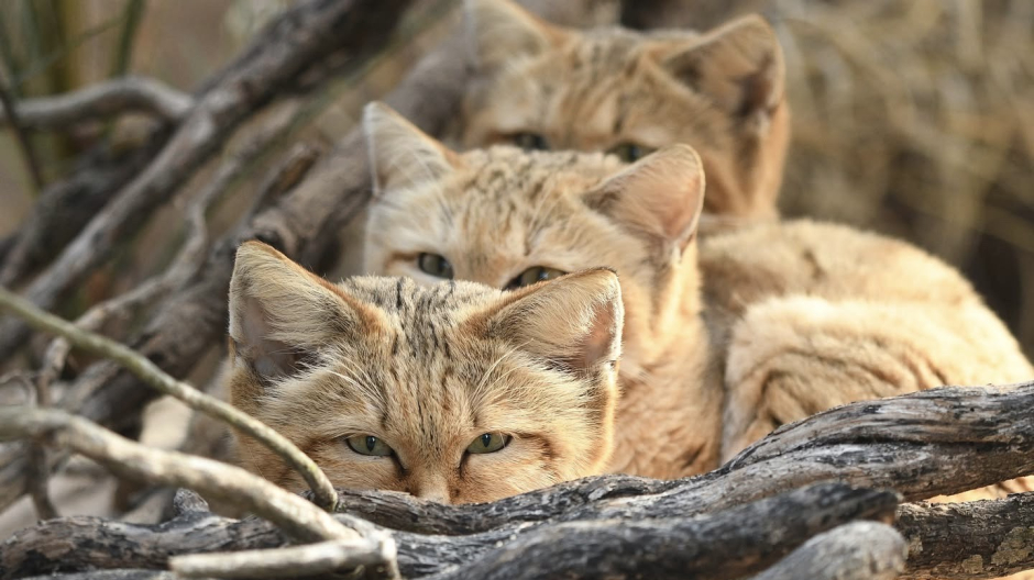 Agrate Conturbia, nuova presenza al Parco La Torbiera: il gatto delle sabbie